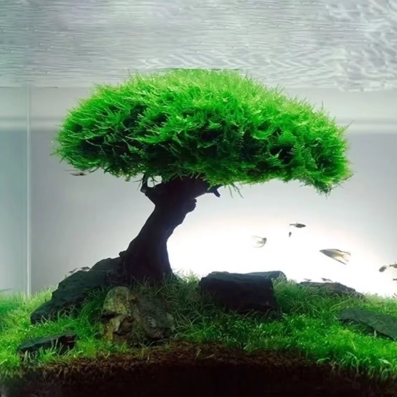Planted Aquarium Without Fish - Planta para pecera, decoración de árbol