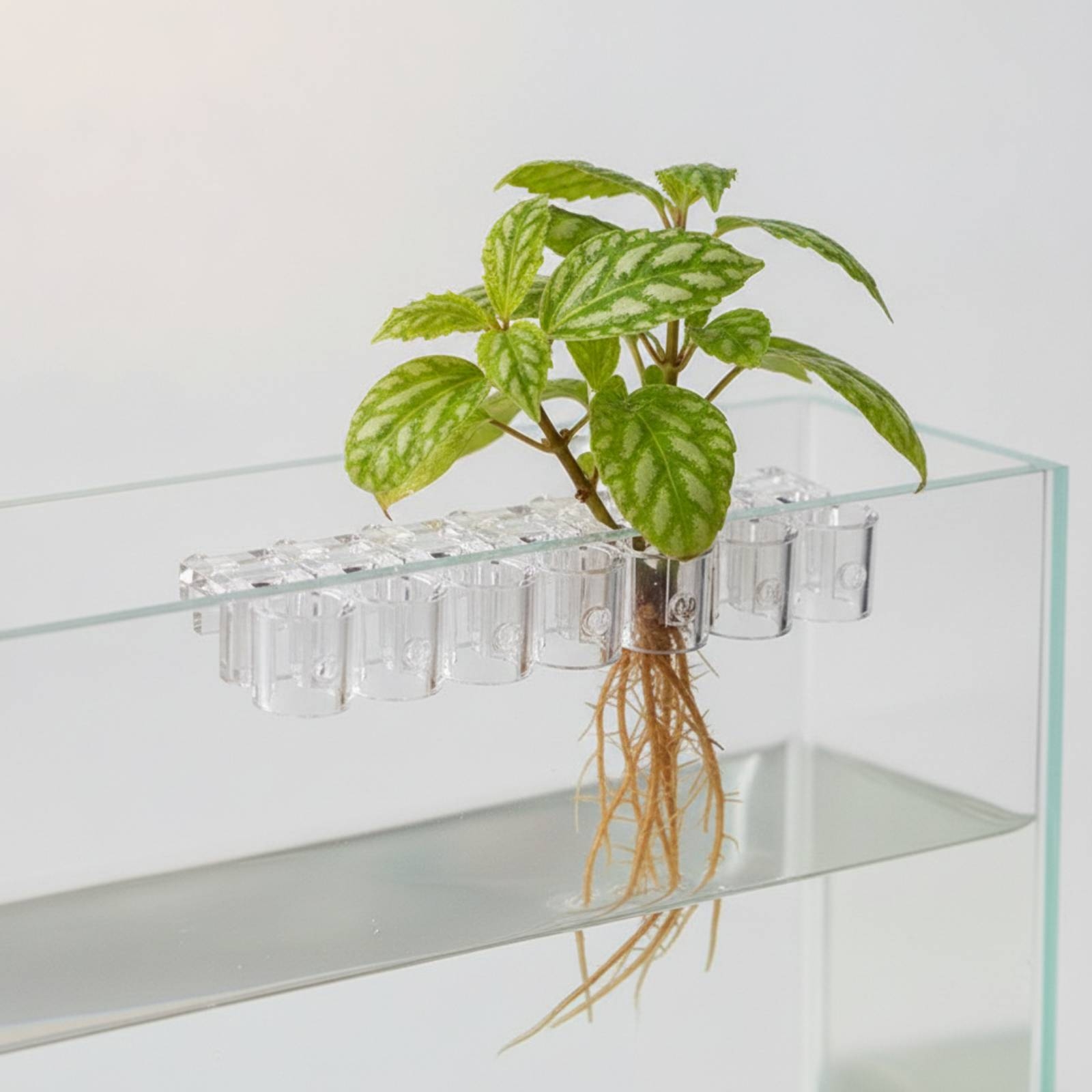 6 Piezas de Soportes Transpare - Aquarium Planted Aquarium reseña y precio