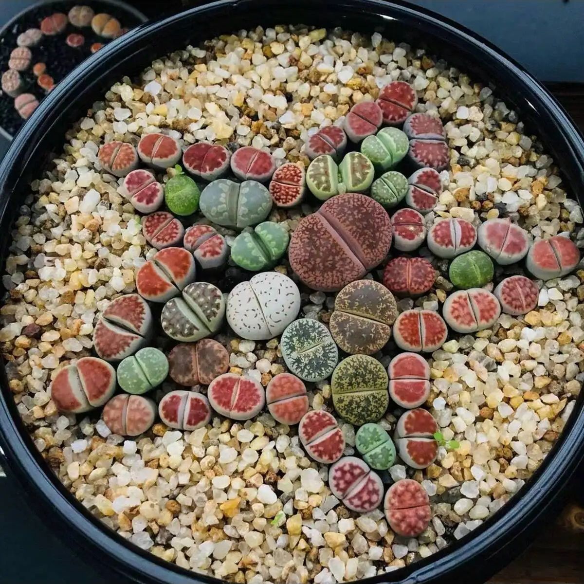 1 unidad-250g de cristales nat - Aquarium Planted Sand reseña y precio