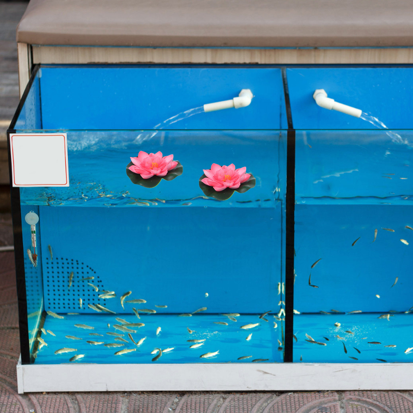 12 Piezas de Lirios de Agua Ar - Aquarium Planted Aquarium reseña y precio