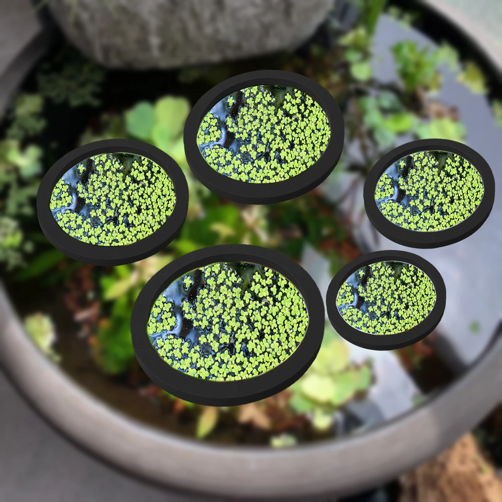 5 uds EVA anillo de alimentaci - Aquarium Planted Aquarium reseña y precio