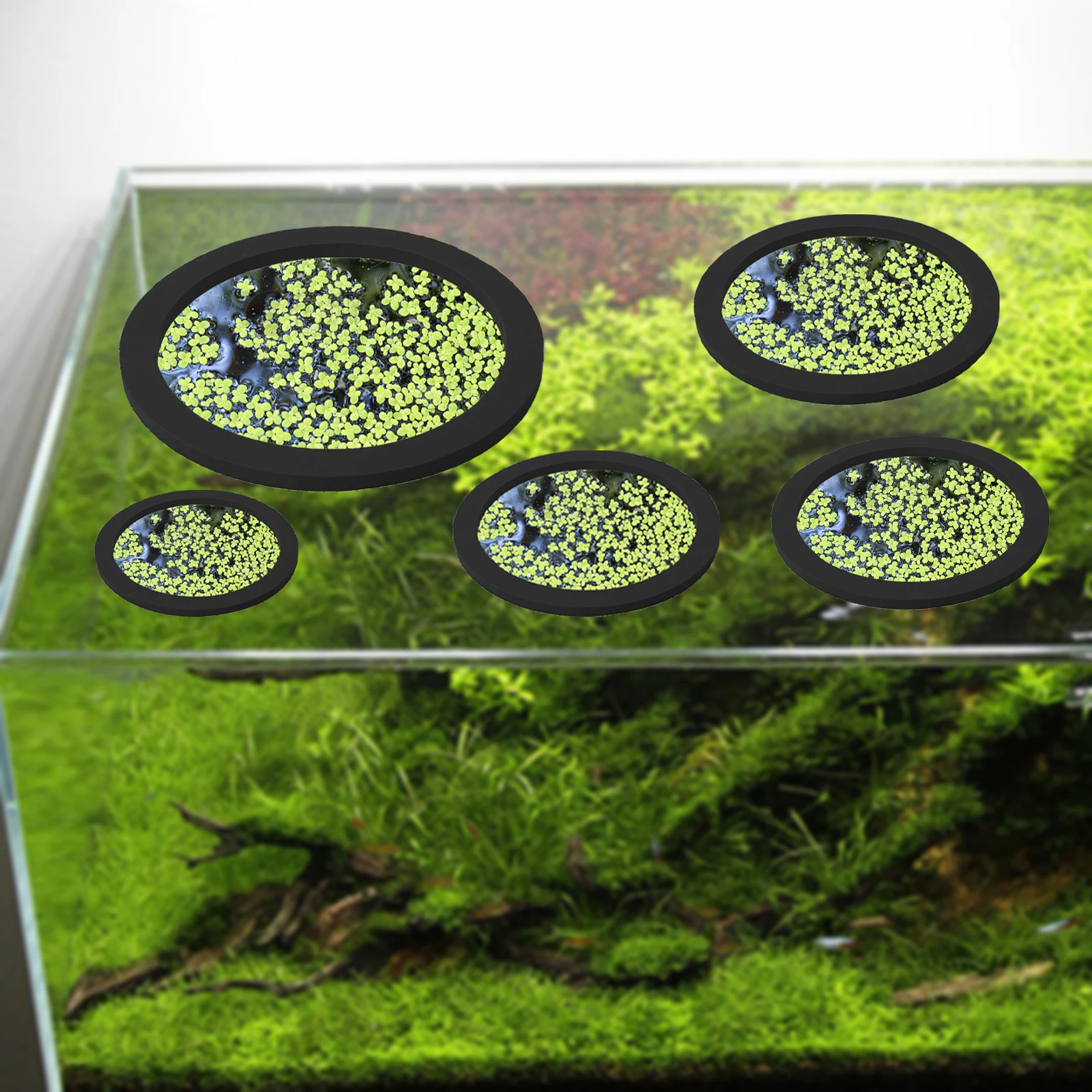 5 uds EVA anillo de alimentaci - Aquarium Planted Aquarium reseña y precio