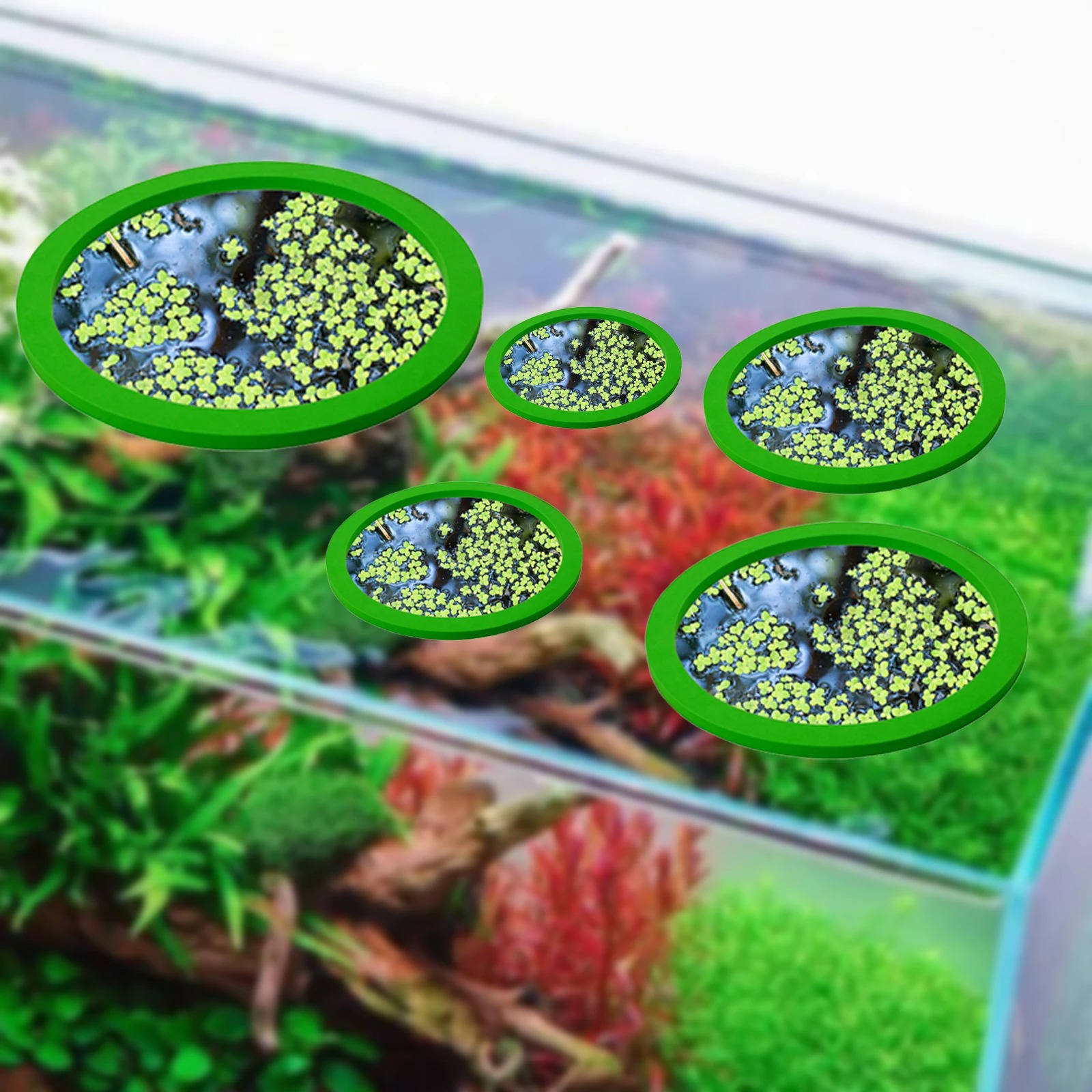 5 uds EVA anillo de alimentaci - Aquarium Planted Aquarium reseña y precio