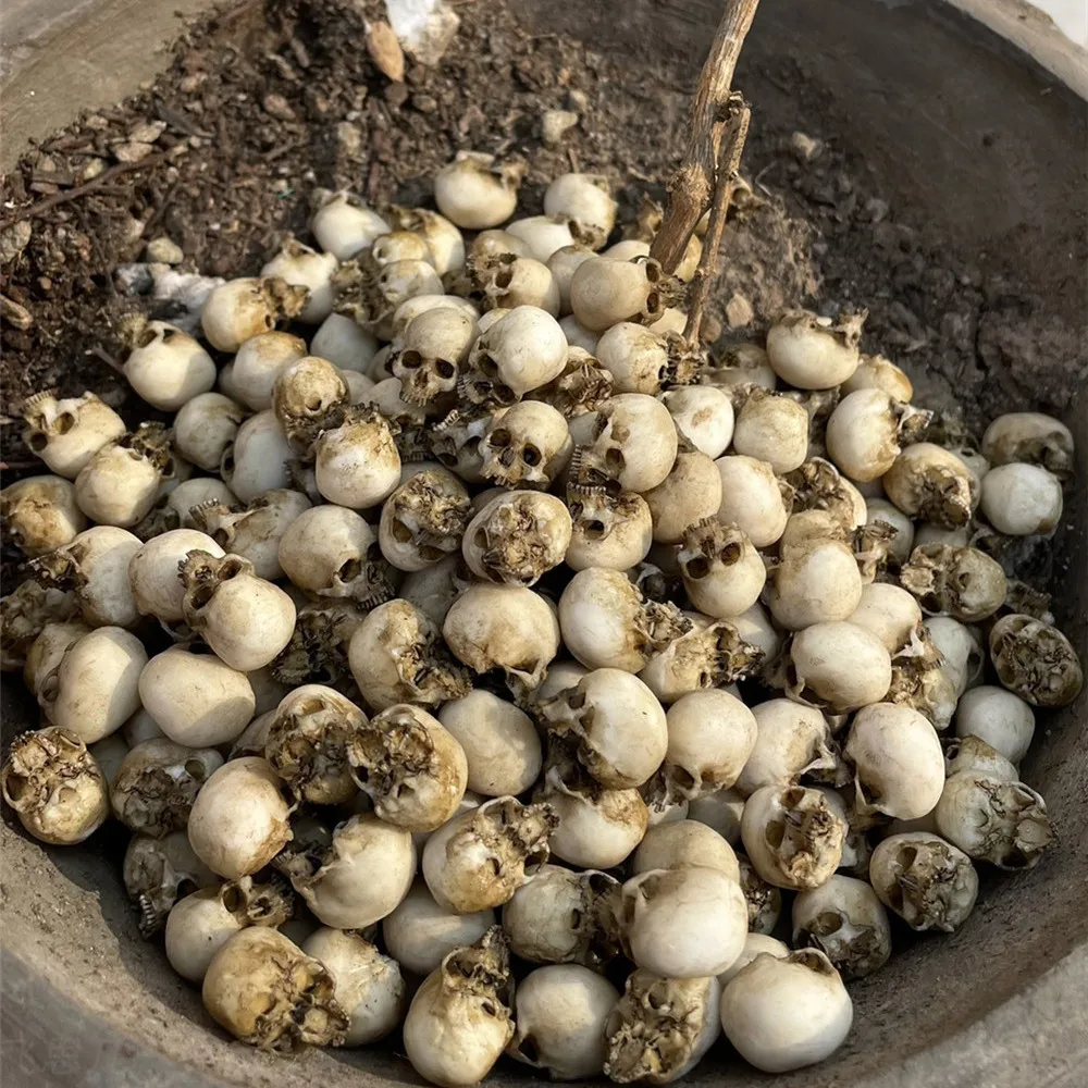 Mini calavera, modelo en minia - Aquarium Plant In Pot reseña y precio