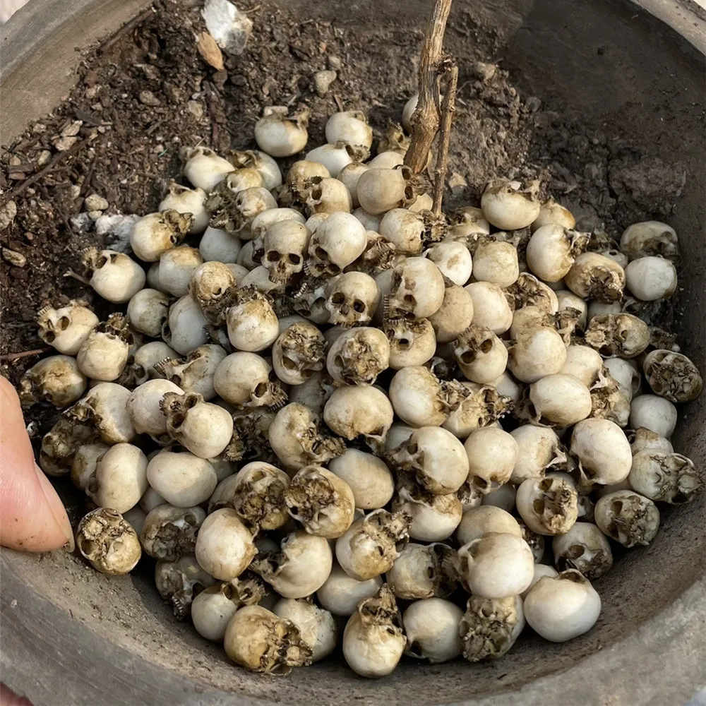 Mini calavera, modelo en minia - Aquarium Plant In Pot reseña y precio
