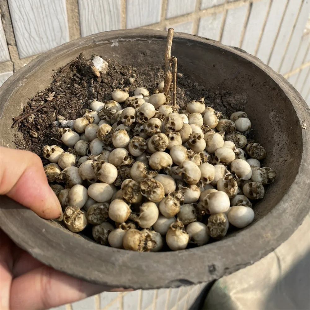 Mini calavera, modelo en minia - Aquarium Plant In Pot reseña y precio