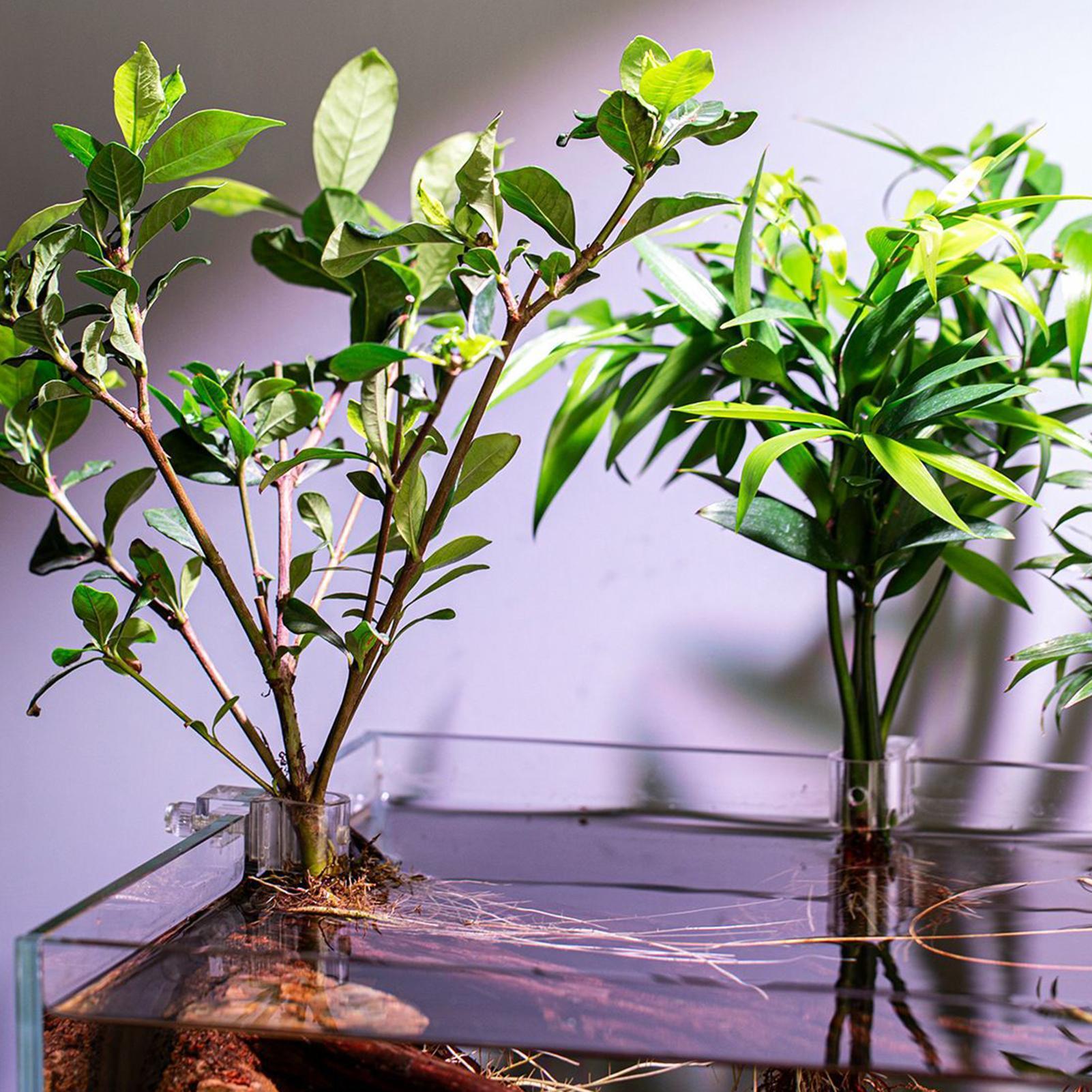 Soporte para plantas para acua - Aquarium Plant Diseases reseña y precio